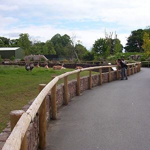 South American paddock