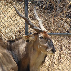 Giant Eland at the Los Angeles Zoo