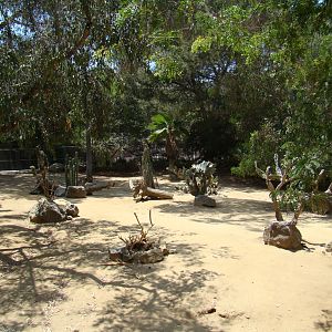 Peninsular Pronghorn exhibit at the Los Angeles Zoo