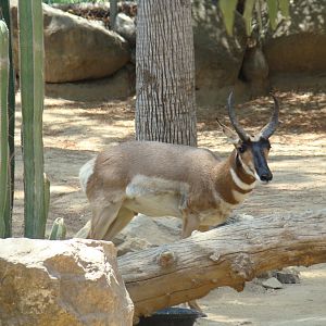 Peninsular Pronghorn at the Los Angeles Zoo
