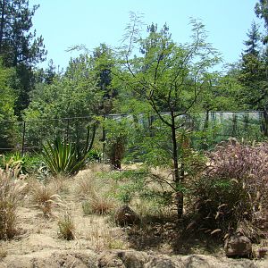 African Wild Dog exhibit at the Los Angeles Zoo