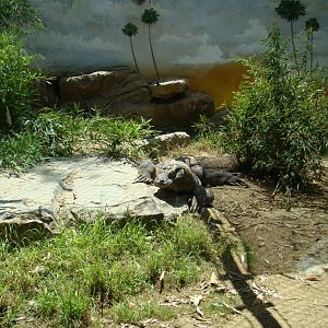Komodo Dragon at the Los Angeles Zoo