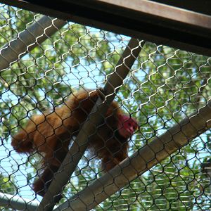 Red Uakari Monkey at the Los Angeles Zoo