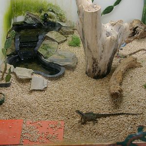 water dragon enclosure