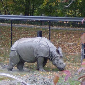 Indian Rhino