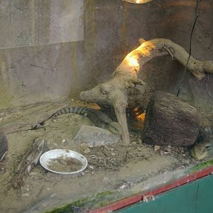 blue-tongue skink enclosure