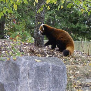 Red Panda