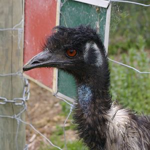 emu wanting food