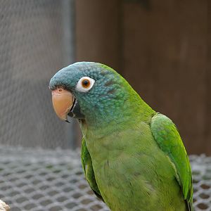 blue-crowned conure (Aratinga acuticaudata)