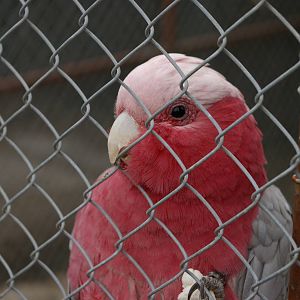 galah at Landon Creek