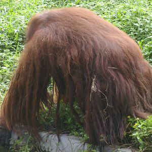 hairy old orang-utan, Chiang Mai Zoo
