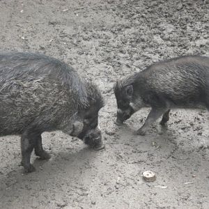 Rotterdam Zoo - Visayan Varty Pigs