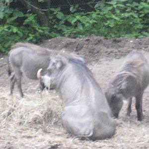 Burgers Zoo - Wart hogs