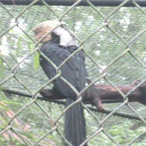Burgers Zoo - Rhinoceros bird