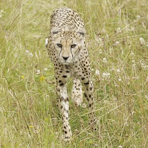 Cheetah at Chester