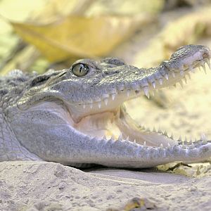 Phillipine Crocodile 1