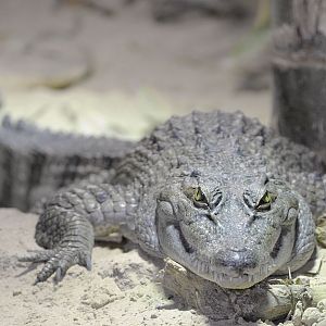 Phillipine Crocodile 2