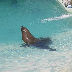 South African Cape Fur Seal