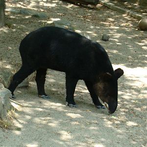 Mountain Tapir at the Los Angeles Zoo