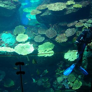 Siam Ocean World, Bangkok