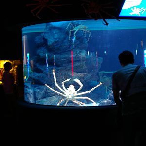Japanese spider crabs
