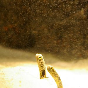 garden eels