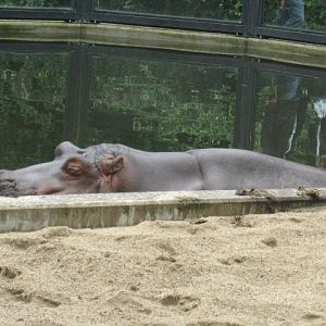 Artis Zoo - Tanya the hippo