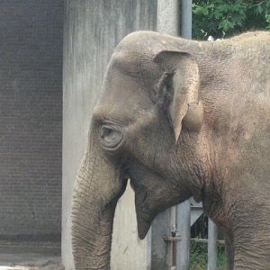 Artis Zoo - Asian elephant