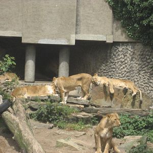 Artis Zoo - Lions