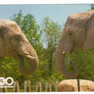 Toronto Zoo postcards