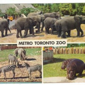 Toronto Zoo postcards