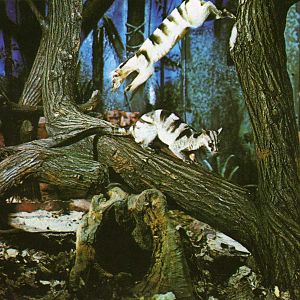 Banded Palm civits in the nocturnal house