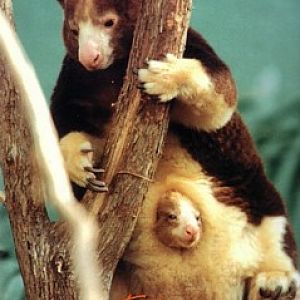 Toronto Zoo postcard animal