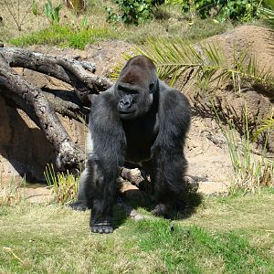 Western Lowland Gorilla at the Los Angeles Zoo