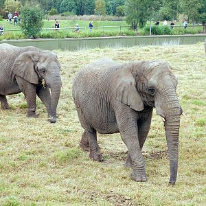 African Elephants - 1999