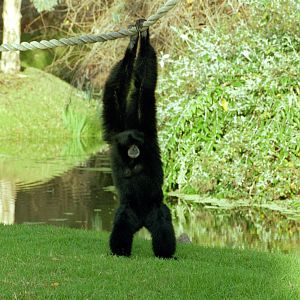 Siamang - 1999
