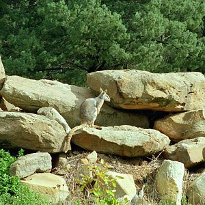 Yellow Footed Rock Wallaby - 1999