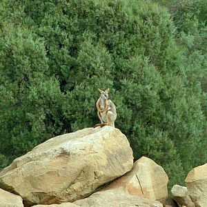 Yellow Footed Rock Wallaby - 1999