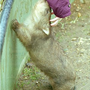 Suzie the Wombat - 1999