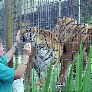 Tiger Feeding - 1999