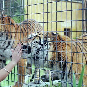 Tiger Feeding - 1999
