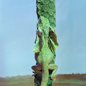 Frill Necked Lizard - 1999