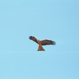 Whistling Kite - Apr 2000