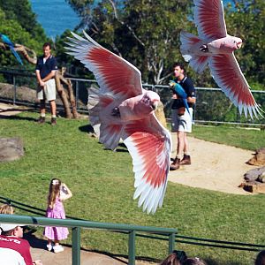 Major Mitchel Cockatoos - Apr 2000
