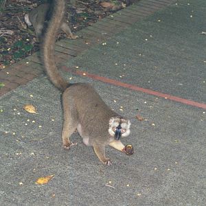 Brown Lemur - Jun 2000