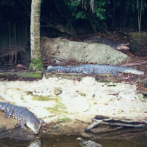 Crocodiles? - Jun 2000
