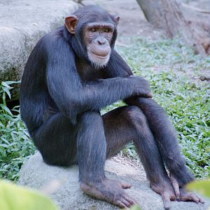 Chimp - Jul 2000
