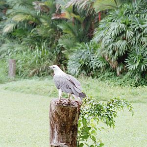 Sea Eagle? - Jul 2000