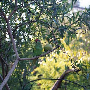 Musk Lorikeet - Apr 2002
