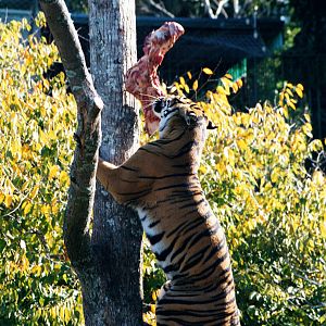 Tiger up a tree - Apr 2002